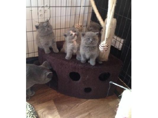 PoulaTo: 6 όμορφες British Shorthair γατάκια έτοιμοι για νέες κατοικίες